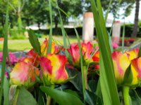 ein Bild aus dem Album